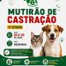 Nova Trento inicia convocação dos tutores para mutirão de castração do Programa Pet Levado a Sério