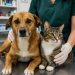 Primeira lista de selecionados para o programa Pet Levado a Sério em São João Batista é divulgada