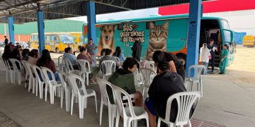 Com ampliação de público-alvo, Prefeitura de São João Batista abre novo edital para castração gratuita de cães e gatos