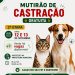 Nova Trento terá segunda etapa de mutirão de castrações gratuitas nos dias 12 e 13 de setembro