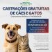 Prefeitura de São João Batista lança novo edital para castração gratuita de cães e gatos