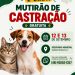 Nova Trento realiza segunda etapa de mutirão de castrações gratuitas neste fim de semana