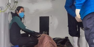 Golfinho resgatado em praia do sul de SC é escoltado até Florianópolis para reabilitação